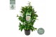 Camellia japonica matterhorn 