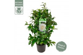 Camellia japonica matterhorn