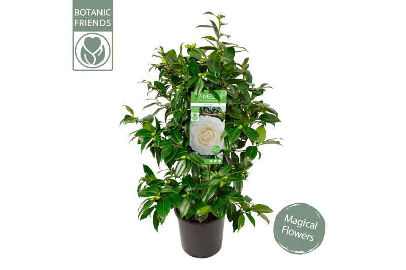 Camellia japonica matterhorn 