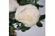 Camellia japonica matterhorn 