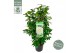 Camellia japonica matterhorn 