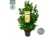 Camelia x williamsii jurys yellow 