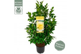Camelia x williamsii jurys yellow