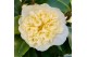 Camelia x williamsii jurys yellow 