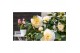 Camelia x williamsii jurys yellow 