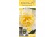 Camelia x williamsii jurys yellow 