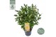 Camelia x williamsii jurys yellow 