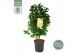 Camelia x williamsii jurys yellow 