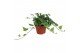 Hedera mein herz helix 9pp - 20-25cm Rank 