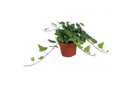 Hedera mein herz helix 9pp - 20-25cm Rank
