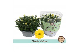 Chrysanthemum ind. tapas time classic yellow
