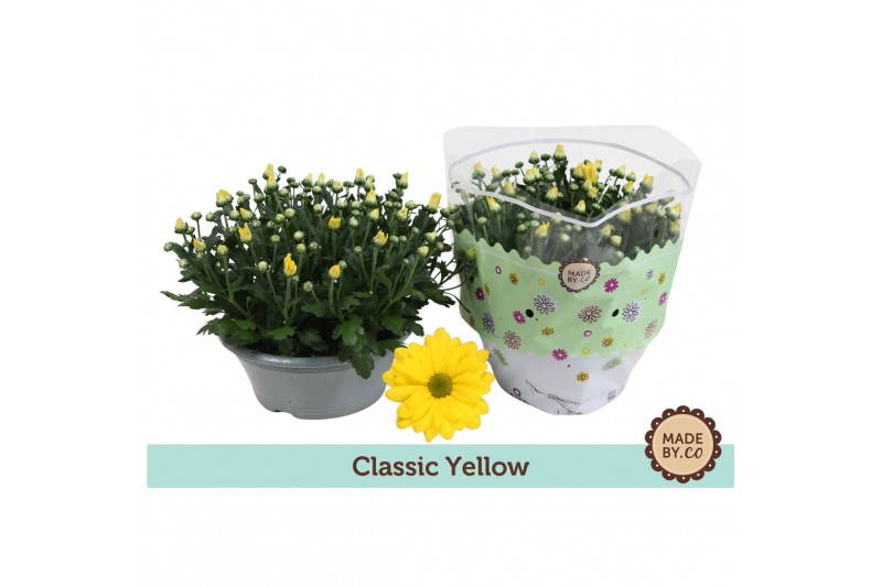 Chrysanthemum ind. tapas time classic yellow 