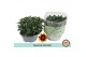 Chrysanthemum ind. hoihoi special 