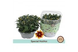 Chrysanthemum ind. hoihoi special