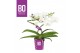 Phalaenopsis wit BO - Twister White - 2 tak, 15+ bloem 