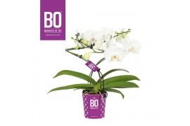 Phalaenopsis wit BO - Twister White - 2 tak, 15+ bloem