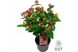 Hypericum miracle attraction