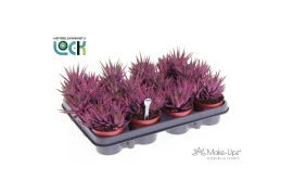 Haworthia fasciata big band Make Upz Pink