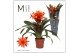 Guzmania fiero orange 