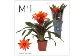 Guzmania fiero orange