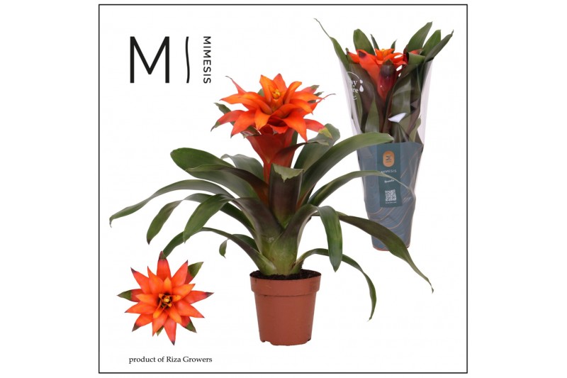 Guzmania fiero orange 