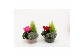 Arrangementen perkplanten Zinken Schaal Storm