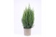 Juniperus chinensis stricta 