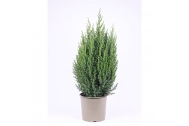 Juniperus chinensis stricta