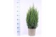 Juniperus chinensis stricta 
