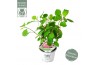 Hydrangea arborescens annabelle