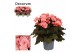 Begonia elatior du. move 2 joy pink decorum 