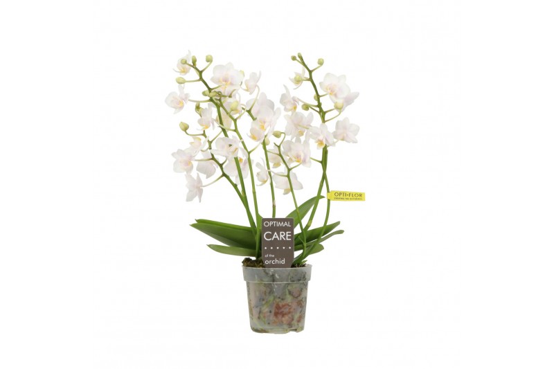 Phalaenopsis multiflora wit Willd 4+ spike 