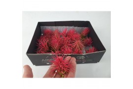 Tillandsia ionantha rubra intens red