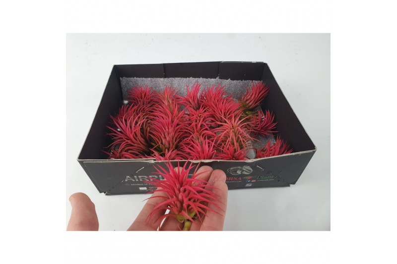 Tillandsia ionantha rubra intens red 