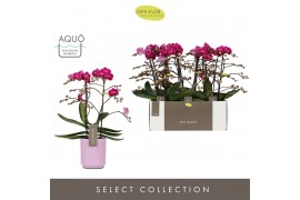 Phalaenopsis multiflora anthura morelia Optimost - Morelia - 2 tak - M
