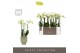 Phalaenopsis multiflora wit Optimost - Amabilis Starrion - 4 tak - Emi 