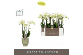 Phalaenopsis multiflora wit Optimost - Amabilis Starrion - 4 tak - Emi