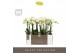 Phalaenopsis multiflora wit Optimost - Amabilis Starrion - 4 tak - Emi 