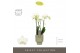 Phalaenopsis multiflora wit Optimost - Amabilis Starrion - 4 tak - Emi 