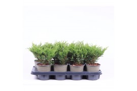 Juniperus horizontalis andorra