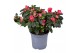 Rhododendron simsii nordlicht vogel Azalea rood 