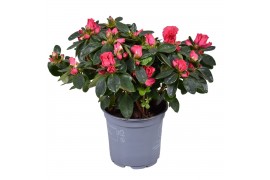 Rhododendron simsii nordlicht vogel Azalea rood
