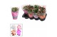 Schlumbergera mix met hoes 