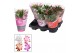 Schlumbergera mix met hoes 