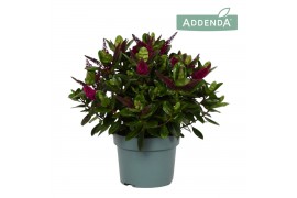 Hebe hebedonna alina addenda