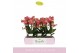 Phalaenopsis multiflora oranje Boquetto Charme 3-5 tak 