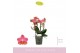 Phalaenopsis multiflora oranje Boquetto Charme 3-5 tak 