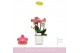 Phalaenopsis multiflora oranje Boquetto Charme 3-5 tak in Lazio White 