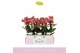Phalaenopsis multiflora oranje Boquetto Charme 3-5 tak in Lazio White 