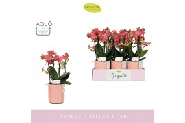 Phalaenopsis multiflora oranje Boquetto Charme 3-5 tak in Molise Salmo